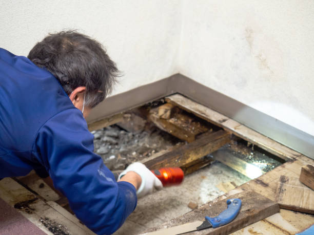 Office Mold Removal Services in Bellingham, WA