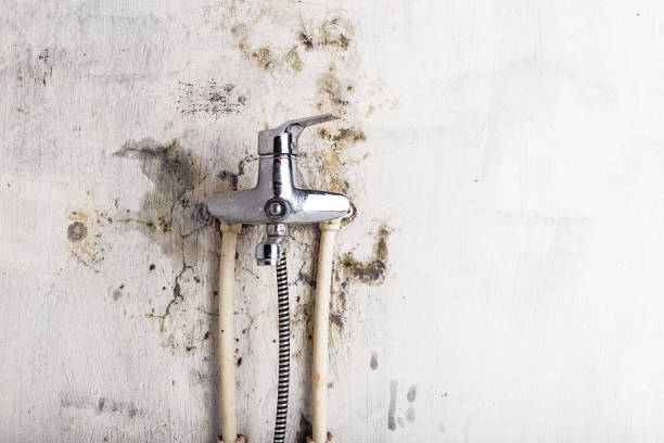 Trusted Bellingham, WA Mold Removal Experts