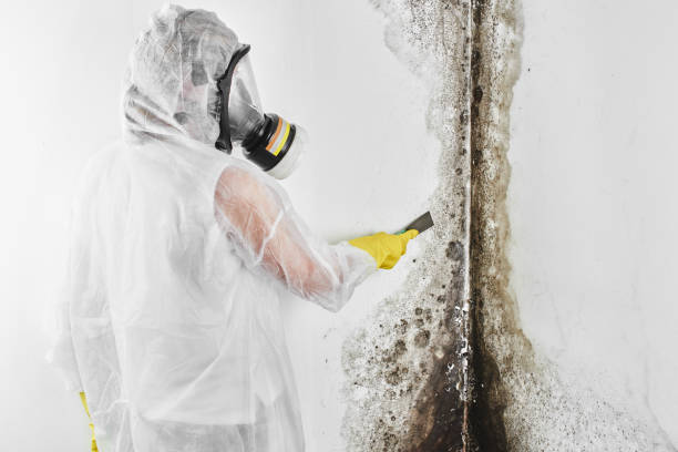 Best Mold Testing  in Bellingham, WA