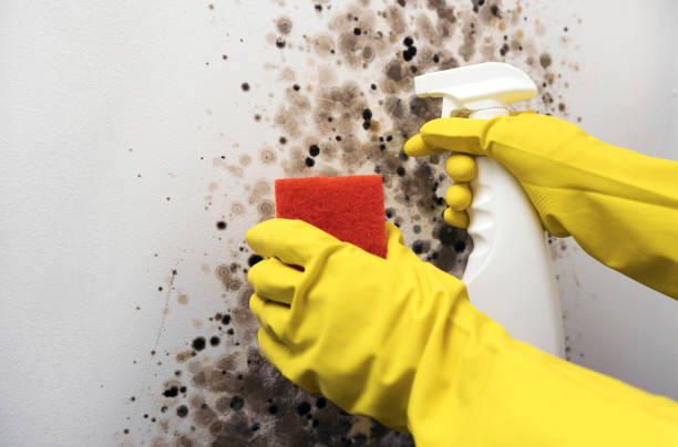 Best Mold Cleaning Services  in Bellingham, WA